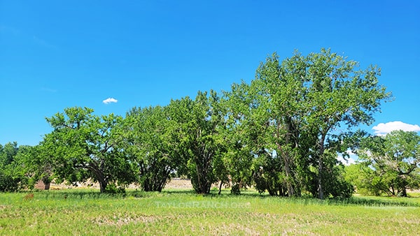 Piedras Marcadas Basin